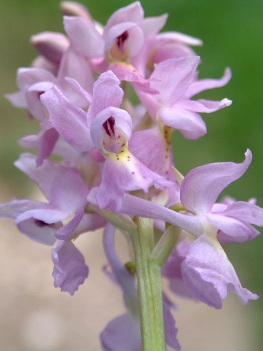 Orchis x colemanii (ibrido: Or. mascula x Or. pauciflora)